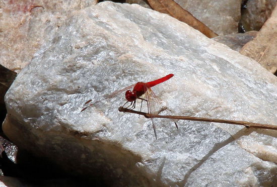 Diese knallrote Libelle (endlich mal ein Tier mit Flügeln, wo wir uns sicher sind) trafen wir auf dem kurzen Wanderweg in die Standley Chasm.