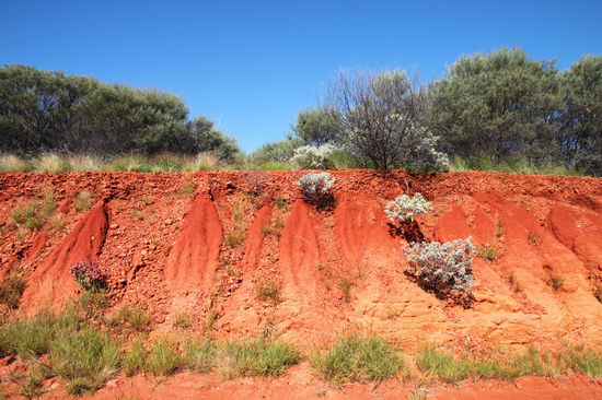 Immer wieder beeindruckend - die intensiv rote Erde in Australien.