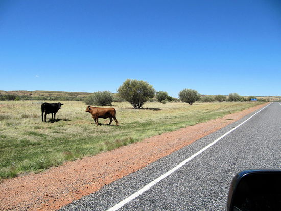 Hier der Beweis, dass die ganzen Warnschilder nicht grundlos in der Gegend rumstehen. Normalerweise bleibt das Viehzeugs aber brav am Straßenrand stehen.