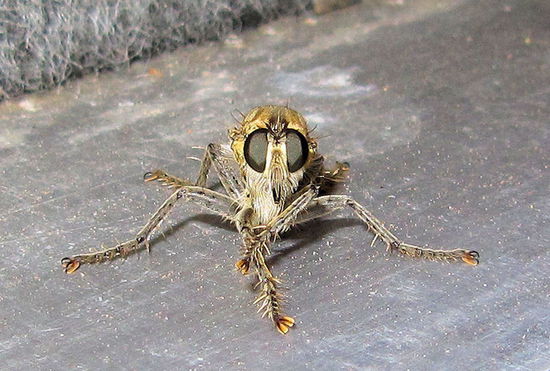 Besuch von Aliens? Nein, nur ein fieses Insekt in Nahaufnahme.