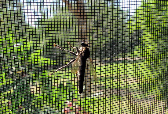 Hier die sehr unspektakuläre Seitenaufnahme des gleichen Insekts, wie es bei uns von innen am Fliegengitter hängt.