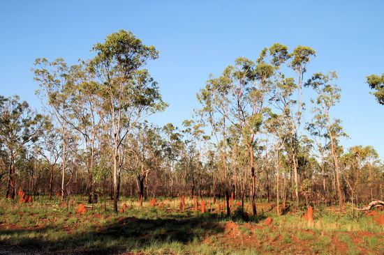 Die Landschaft veränderte sich. Je weiter wir nach Norden kamen, desto grüner wurde es bzw. aus Büschen wurden langsam wieder größere Bäume. Auch die Termitenhügel veränderten immer wieder ihre Größe, Farbe oder Häufigkeit. Hier ein Bereich mit unzähligen kleinen bis mittelgroßen Termitenhügeln.