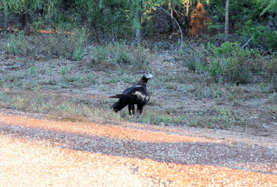 Ich kann lediglich Fotos von dem großen Vogel bieten. Vielleicht ein Adler? Ich bin ja inzwischen vorsichtig geworden.  
Wir konnten drei von ihnen sehen, wie sie sich über ein plattgefahrenes Wallaby hermachten.