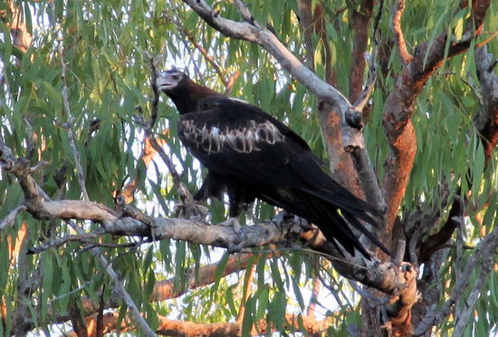 Einer von ihnen wollte sein Abendessen nicht aus den Augen lassen und flog nur in den nächsten Baum.