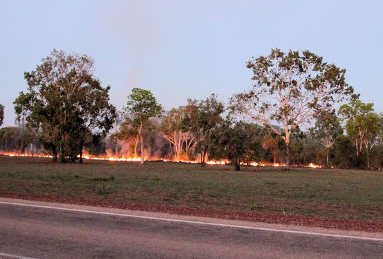 Kurz vor Mataranka brannte der Busch nahe der Straße, aber niemand nimmt Notiz an den häufigen Buschbränden. Diese Art von Buschbrand ist nicht mit einem deutschen Waldbrand zu vergleichen. Hier brennt nur das trockene Unterholz weg und die größeren Bäume bleiben stehen bzw. überleben den Brand unbeschadet.