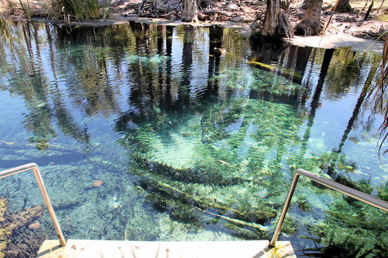 Am nächsten Tag besuchten wir zuerst die Bitter Springs des Elsey NP. Hier gibt es einen Fluss, der von heißen Thermalquellen gespeist wird und daher 34 Grad warm ist. Es gibt eine offizielle Einstiegs- und Ausstiegsstelle. Das Wasser ist glasklar und warm. Man kann an der Einstiegsstelle rein und ca. 150 Meter den Fluss entlang schwimmen bzw. sich von der Strömung treiben lassen.