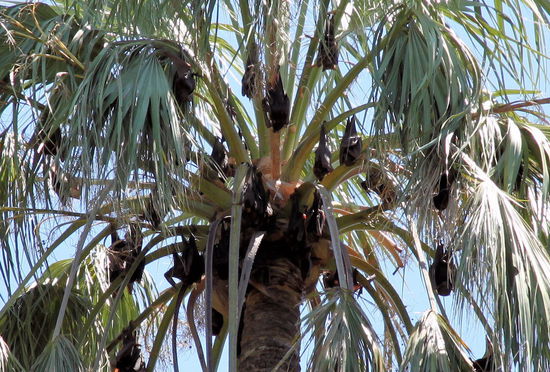 Ihr habt richtig gesehen - es sind keine Kokosnüsse! Die Palmen an unserem nächsten Stopp, den Hot Springs im Elsey NP hängen voll mit Flughunden (keine Fledermäuse).