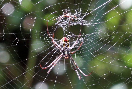 Mal abgesehen von meinen optischen Unzulänglichkeiten im Wasser, war ich sehr mutig, da direkt über mir diese dicke Spinne (plus kleine Zusatzspinne) im Netz hing.