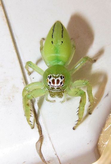 Am Campingplatz in Katherine angekommen begrüßte mich diese quietschgrüne Spinne (ca. 2cm) am Stromkasten.