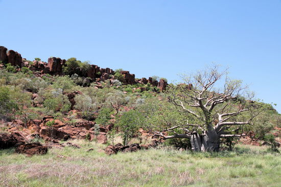 Der Baum der Kimberleys - der Baobab. Eher bekannt aus Afrika, aber hier gibt es den australischen Baobab, der in den Kimberleys endemisch ist. Der Baobab kann die unterschiedlichsten Formen annehmen. Die Grundform ähnelt einer Flasche, aber ansonsten gibt es von klein und dick bis groß und dünn, fast alles. Häufig sieht man auch Doppelstämme, wie der im Bild oben.
