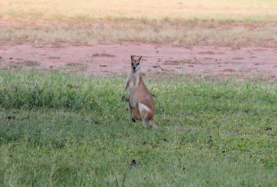 Die einheimische Tierwelt fand diese Wasserverschwendung ganz toll, sorgte sie doch für viel saftig grünen Rasen.