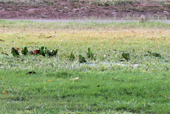 Auch diese Gruppe bunter Vögel genoss den künstlichen Regen.