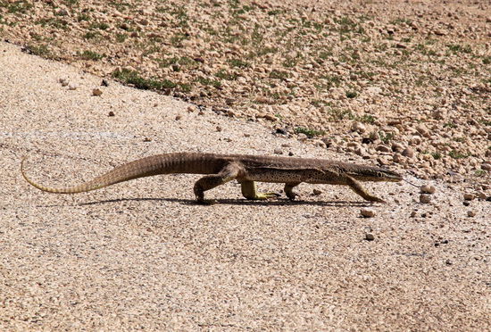 Dann ein großer Goanna ...