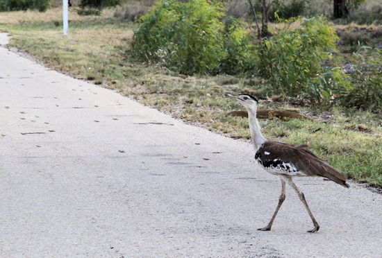 ... und so ein komischer Vogel. Aber eigentlich ist das hier ein Suchbild. Erst bei genauerem Hinsehen fällt der Blick auf den Goanna, der sich hinter dem Kopf des Vogels durch das Gras schlängelt. Wem das noch nicht genug Tiere sind, sollte sich die Flecken auf der Straße genauer ansehen - es sind alles Heuschrecken!