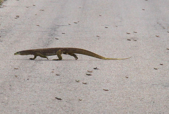 Hier noch einmal der Goanna wie er lässig die Straße überquert. Jetzt müssten auch die Heuschrecken besser zu erkennen sein.