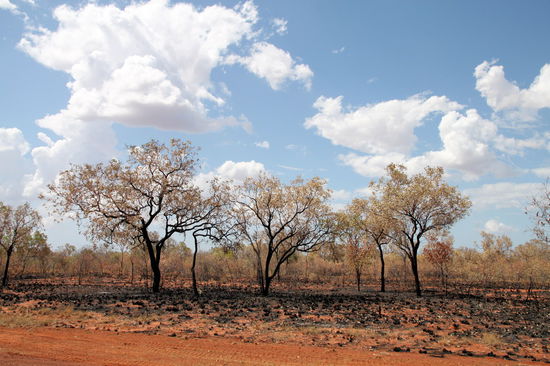 Ein frisch abgebrannter Bereich. Die großen Bäume nehmen normalerweise keinen Schaden.