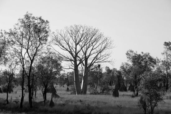 Zum Abschluss noch ein Baobab Foto mit Doppelstamm. Irgendwie fand ich das Foto in schwarzweiß besser, obwohl ich normalerweise gegen die ganzen Spielereien mit der Fotosoftware bin.