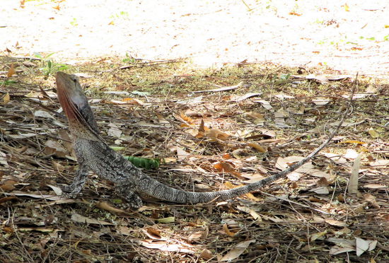 Aufgrund der vielen Falten am Hals glauben wir, dass es sich um eine Krageneidechse handelt. Auf Fotos sieht man diese Eidechse immer mit aufgestelltem Kragen, der dann aussieht wie eine Halskrause. Das Viech läuft ungefähr in der Haltung wie auf dem Foto. Das sieht dann sehr lustig aus, mit hochgestrecktem Oberkörper und nur auf den hinteren Füßen. 
(Lizzy) Warum der so einen Hals hatte wissen wir nicht. Wir haben ihn jedenfalls nicht geärgert. Nein, auch Rod nicht. ;o)