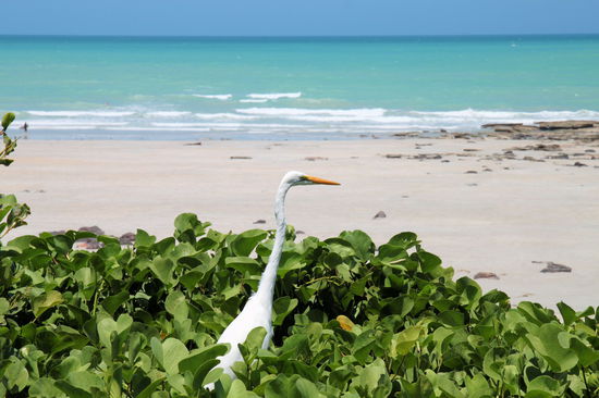 Als ich dort stand reckte plötzlich dieser Vogel den Kopf aus dem vielen Grün. Er wirkte trotz seines langen Halses etwas verunsichert und zurückhaltend. Vielleicht lag es an den ...