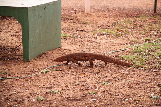 Morgens auf unserem Campingplatz (Auski Tourist Village in Munjina) lief dieser große Goanna an unserem Camper vorbei. Im Roadhouse (gleichzeitig die Rezeption des Campingplatzes) sahen wir auch das teuerste Internet in Australien. Sagenhafte 5 australische Dollar pro 15 Minuten! Es gab auch keinen günstigeren Stundentarif, d. h. eine Stunde im Internet surfen hätte 20 Dollar gekostet. Beim damaligen Umrechnungskurs wären es ungefähr 14,40 Euro gewesen!