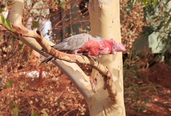 Auf dem Campingplatz gab es aber auch noch die Muppet Show in echt! Ihr kennt doch sicherlich Statler und Waldorf, die beiden sarkastischen Opas, die bei der Muppet Show oben auf dem Balkon sitzen. Nur war die Bühne in diesem Fall die Natur: "Guck mal der fette Goanna, wie der wieder über den Platz läuft!"