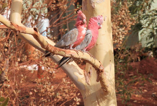 "Guck mal nach rechts, da steht ein deutscher Tourist und fotografiert uns mit seiner Kamera."