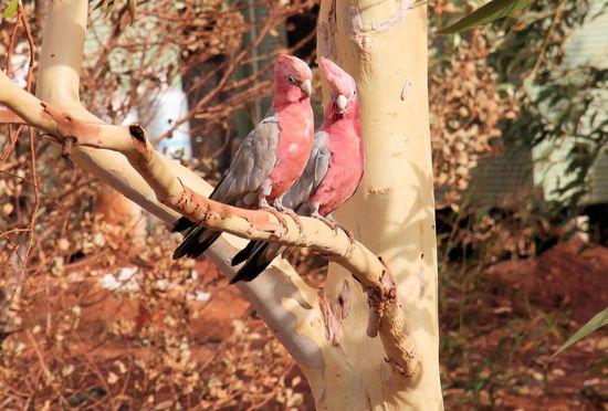 "Der sieht aber auch nicht so aus, als könnte er sich eleganter als ein Goanna bewegen!"
