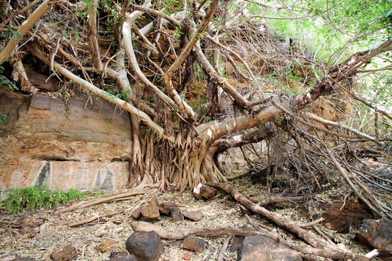 Dann bin ich noch weiter zum Fern Pool. Unterwegs sieht man schöne Bäume/Wurzeln.