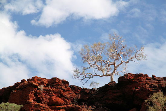 Auf dem Rückweg zum Campervan gabs weitere tolle Bäume und rot schimmernde Felsen zu bestaunen. Anschließend sind wir zum Parkplatz des Circular Pool ganz in der Nähe gefahren.