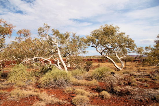 Schöne Bäume noch oberhalb der Schlucht.
