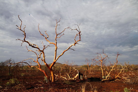 Ein abgebrannter Bereich am Rande des Nationalparks.
Da wir dringend Strom für unseren Kühlschrank im Campervan benötigten, konnten wir nicht im Nationalpark übernachten (Nationalpark-Campingplätze sind immer ohne Strom) und sind zu einem Campingplatz nach Tom Price, einer Bergbau-Stadt westlich des Nationalparks, gefahren.