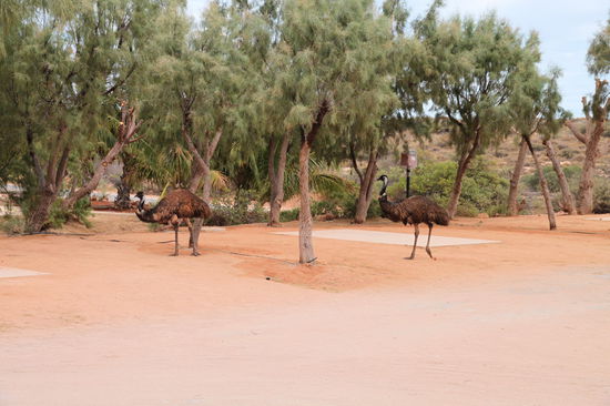 Morgens zum Frühstück kamen uns zwei Emus besuchen, wobei Lizzy zwischenzeitlich zwei Mal in den Campervan flüchtete, wenn die Emus dem Frühstückstisch zu nahe kamen.
(Lizzy) Ja, aus der Distanz mag ich die lieber. Man weiß bei diesen Viechern halt nie was sie so machen. Die können ziemlich unverschämt, aufdringlich und auch aggressiv werden. Ich glaube die sind von der Intelligenz so was wie ein Strauß. Eben nicht besonders helle und unverschämt.