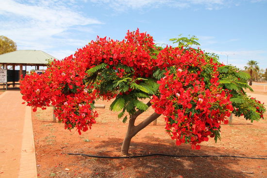 An der Touristen Information in Exmouth stand dieser tolle Baum. Die riesigen Blüten wirken total überdimensioniert im Vergleich zu dem kleinen Baum.