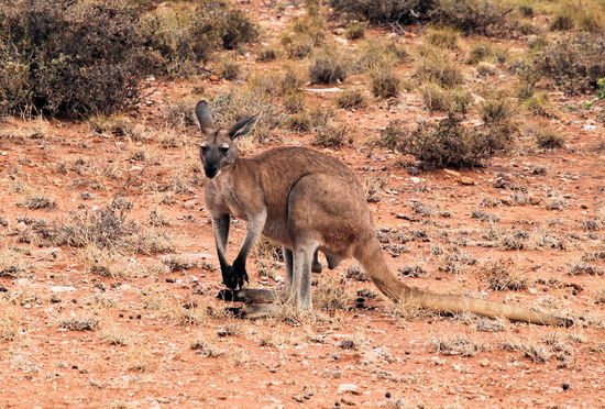 Abends im Cape Range NP. Erst dachten wir, es wäre eines der seltenen Black-footed Rock Wallabies, wegen der schwarzen Pfoten und Zehen, aber es handelt sich nur um ein Standard-Känguru, welches es mit dem Hände- und Pfotenwaschen anscheinend nicht zu genau nimmt!