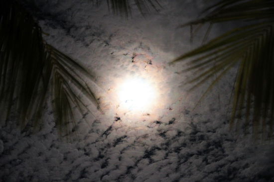 Unsere Enttäuschung habe ich spät abends noch in diesem Foto versucht zu verarbeiten. 
Blick durch die Palmen auf den Mond, der sich hinter leichter Bewölkung versteckt.