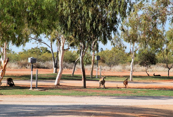Am Morgen fühlte ich mich direkt an das Australien Buch von Bill Bryson (Frühstück mit Kängurus) erinnert. Da Nebensaison war, hatten sie den hinteren Teil des Campingplatzes abgesperrt, was den Kängurus sehr gefiel. So wurden sie nicht von dummen Touristen gestört, während sie intensiv im Rasen rumwühlten (Mitte), den Schatten der großen Bäume genossen (hinten rechts) oder an den leckenden Bewässerungsschläuchen einen drink zu sich nahmen (ganz links).