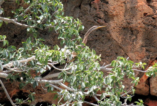 Los ging es mit diesem Vogel im Baum.