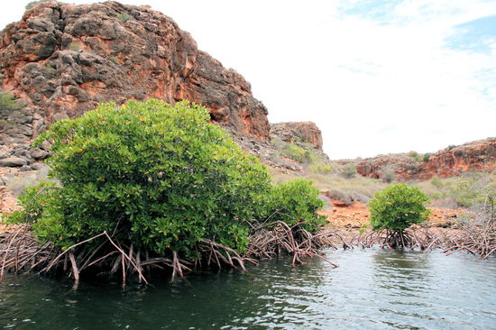 Dann wurden uns die unterschiedlichen Mangrovenarten erläutert. Die Mangroven im Bild heißen aufgrund ihrer Wurzeln Spinnenmangroven.