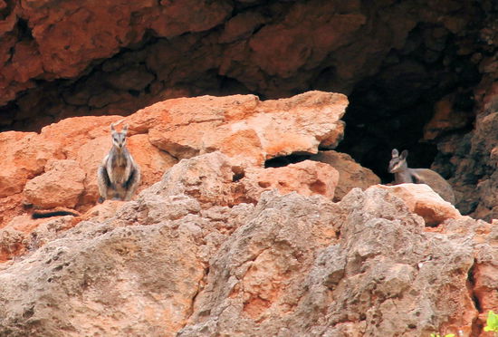 Dank so vieler Augen entdeckten wir sie - die Black-footed Rock Wallabies. Sie sehen eher aus wie eine Mischung aus Eichhörnchen und Känguru. Beim linken Rock Wallaby kann man noch den sehr langen schwarzen Schwanz erkennen. Er ist viel länger als bei anderen Känguruarten und dient zum Ausbalancieren beim Klettern.