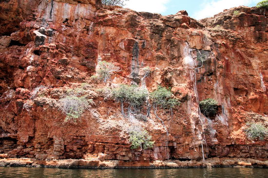 Hier sieht man Bäume/Büsche mit sehr langen Wurzeln um das Wasser im Creek zu erreichen.