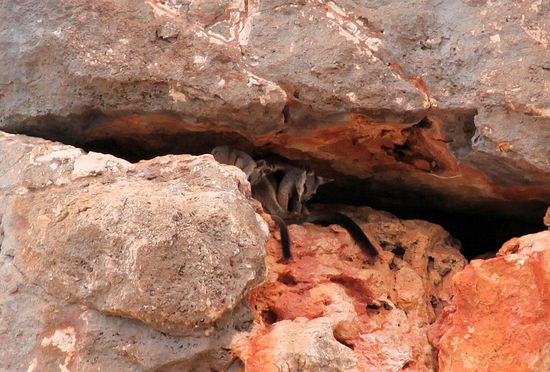 Auf der Bootstour haben wir noch weitere Black-footed Rock Wallabies gesehen. Hier ein Pärchen, wo man die sehr langen schwarzen Schwänze gut erkennen kann.