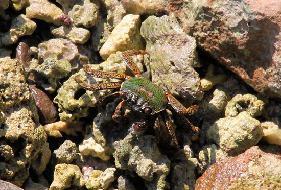 Eine Krabbe an den Oyster Stacks.