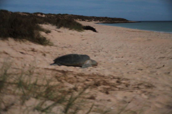 Dank der vielen Schildkröten brauchten wir auch nicht sehr lange warten, bis eine von ihnen fertig war und sich auf den Rückweg ins Wasser machte. Leider ist das Foto nicht ganz scharf, da ich auf Blitz und Stativ verzichten musste. 
(Lizzy) Wir haben zufällig am ersten Abend am Strand eine Rangerin getroffen, die uns eine Broschüre über Verhaltensregeln beim Schildkrötenbeobachten gegeben hat. Unter anderem soll man auf Blitzlicht und Taschenlampen verzichten bis die Eiablage beendet ist, da die Schildkröten sich sonst gestört fühlen und ohne ihre Eier abzulegen wieder ins Wasser verschwinden. Auch haben wir nicht, um noch ein richtig gutes Foto zu bekommen, gleich neben der buddelnden Schildkröte gesessen.