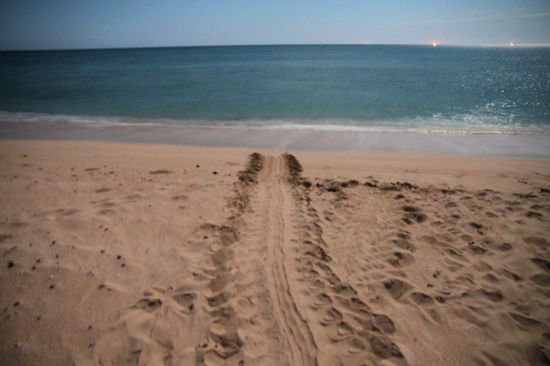 Die Kriechspur der Schildkröte sieht aus wie eine überdimensionierte Treckerspur. Der Strand war voll mit alten und frischen Spuren.