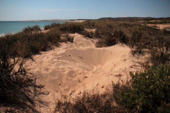 Die Dünenlandschaft sah aus wie nach einem Luftangriff. Die Schildkröten hinterlassen eine ziemliche Kraterlandschaft. Alle 1-2 Meter konnte man solche Krater sehen.