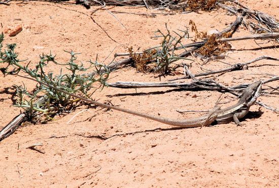 In den Dünen entdeckte ich diese kleine Echse.