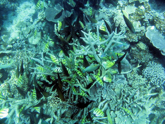 Schöne Fische in BVB-Farben und Korallen.