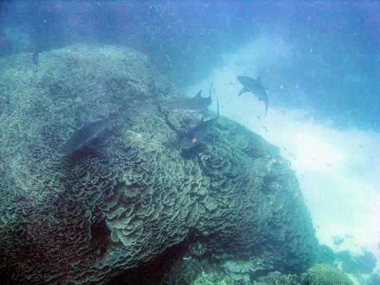 Vier Riffhaie mit einigen Putzerfischen! Unser erster Schnorcheltrip fand direkt am Außenriff statt. Dort schauten wir uns eine Putzerstation für Riffhaie an. Es gab zwar eine starke Strömung, aber wir hatten ja den Guide dabei und mussten ihm lediglich folgen. Er hat uns vorher nur darauf hingewiesen, dass wir nicht zu den Riffhaien runtertauchen dürfen. Wir sind brav an der Wasseroberfläche hinter ihm hergeschnorchelt und unten schwammen diese vier Riffhaie und noch einige weitere. Die Riffhaie kommen hierher um sich von den Putzerfischen pflegen zu lassen, quasi ein Hai-Wellnessbereich (daher sind sie auch ganz brav).