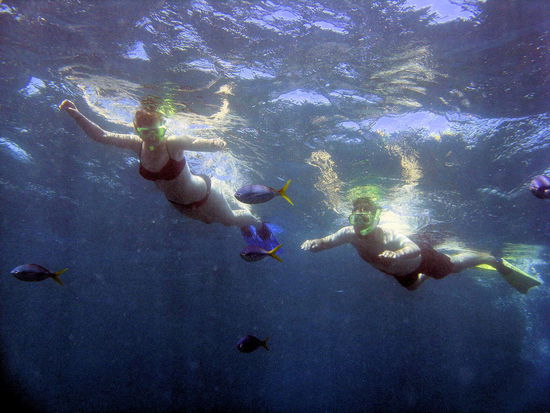 Zwei Landsäugetiere beim Schnorcheln.
