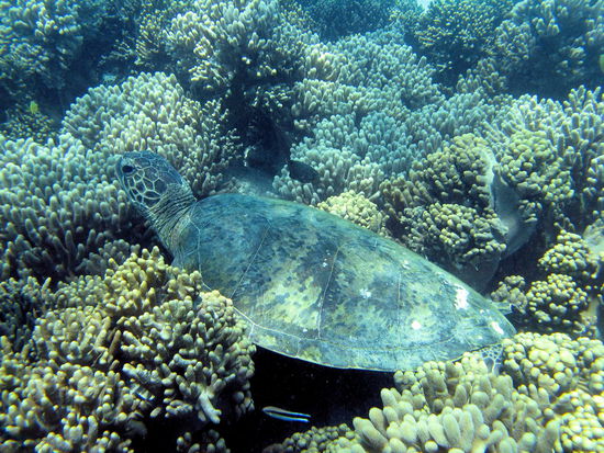 Den zweiten Schnorcheltrip machten wir weiter innen im Riff in einem Bereich, wo sich gerne Schildkröten aufhalten. Von oben war diese Schildkröte nicht leicht zu erkennen. Aber der Guide hat zielsicher diese und weitere Schildkröten gefunden.